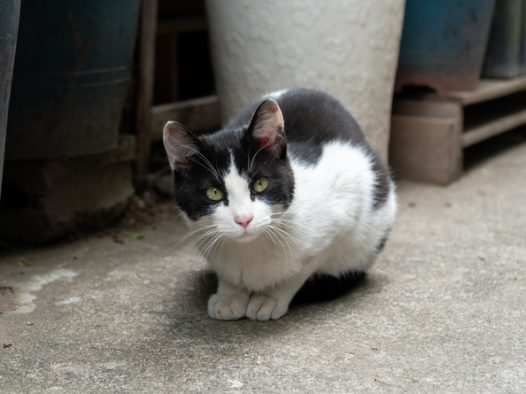 巷子里的流浪猫图片