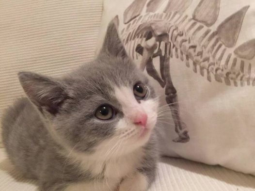 萌宠 猫咪 喵星人