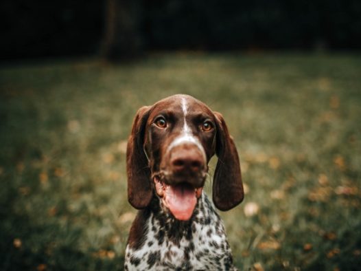 波音达猎犬图片