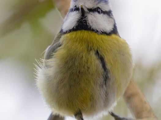 站在树干上的白脸山雀摄影图片