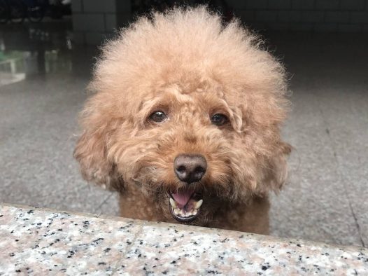 贵宾狗狗很乖，绝不咬人