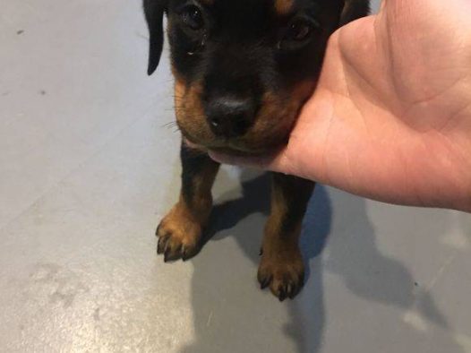 罗威纳犬聪明懂事，个性沉稳，对主人绝对忠诚，它善于分辨善恶是非，听从口令，服从主人指挥。