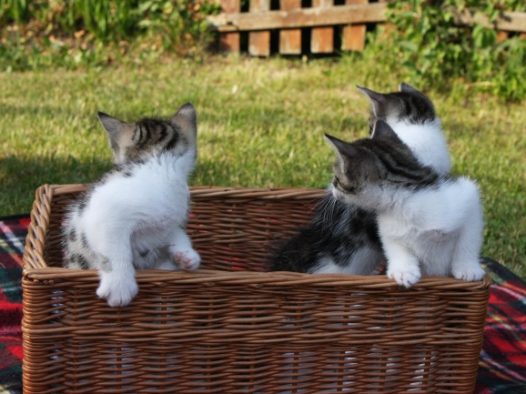 萌萌可爱小猫咪图片