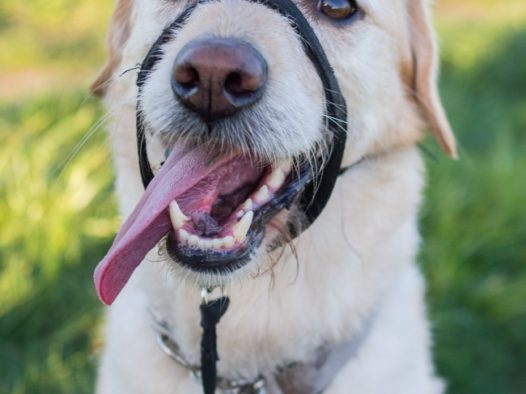 卖萌拉布拉多犬图片