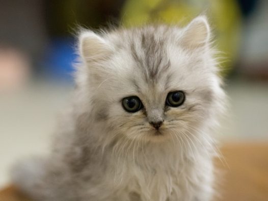 金吉拉幼猫图片