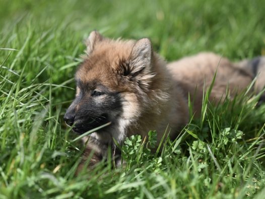 绿色草丛野生小狼犬摄影图片