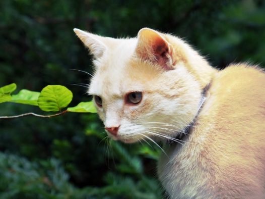 萌态可爱猫咪图片