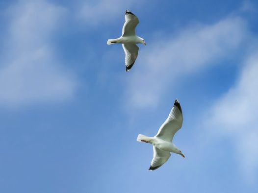 蓝色天空海鸥比翼双飞图片