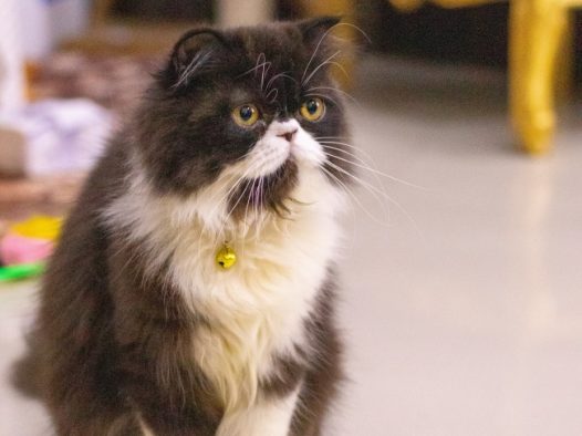 呆萌可爱波斯猫图片