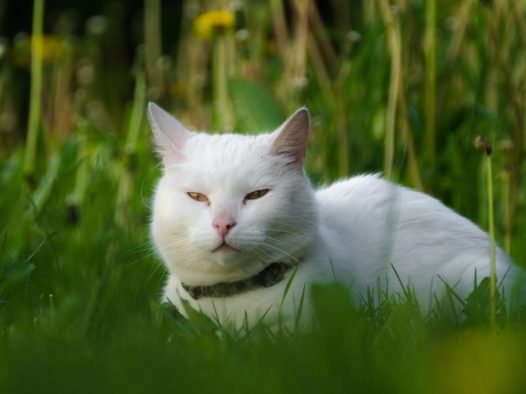 躲在草丛中的可爱白色肥猫图片