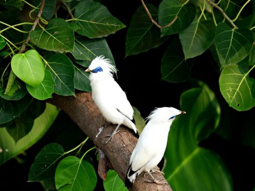 站在树枝上的白色飞鸟摄影图片