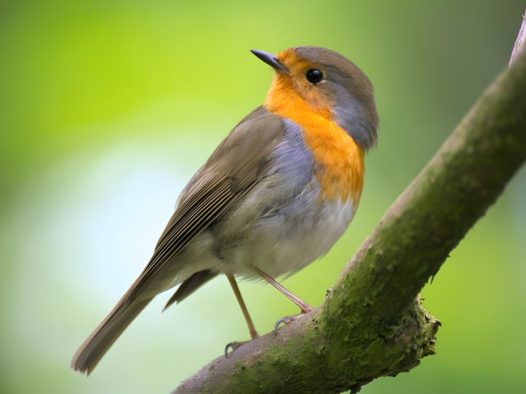 站在树枝上的野生知更鸟摄影图片
