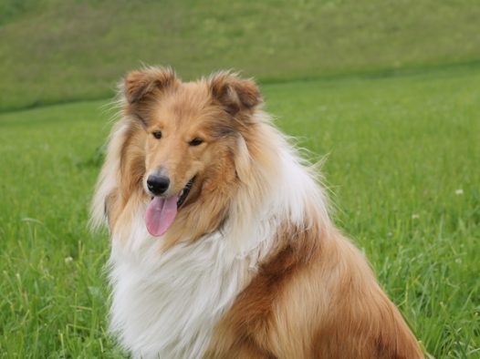 可爱纯种长毛牧羊犬图片
