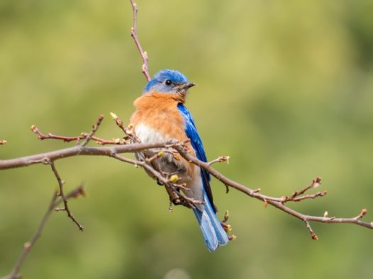 树枝上的蓝色鸟图片