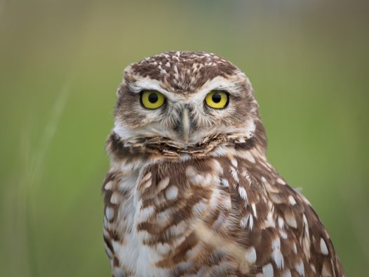 野生纵纹腹小鸮摄影图片