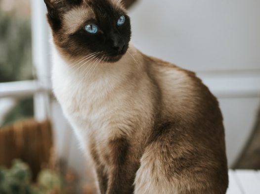 纯种泰国暹罗猫图片