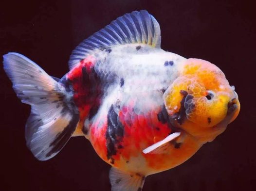 新年快乐!献上几条好鱼祝各位年年有鱼!祝大家新年快乐,开开心心,健健康康!