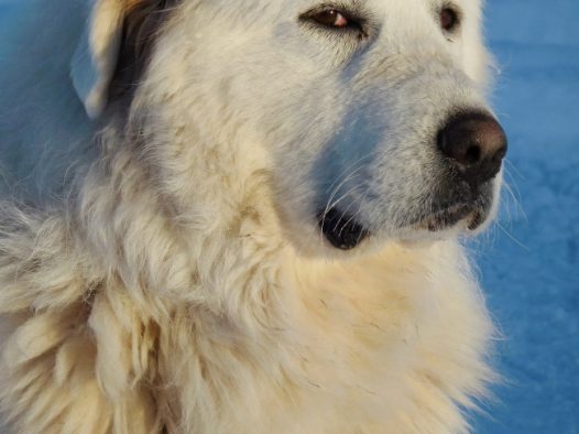 大白熊狗狗图片