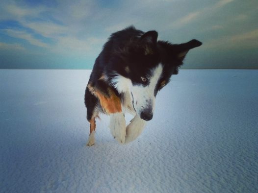 冬季雪地边境牧羊犬图片
