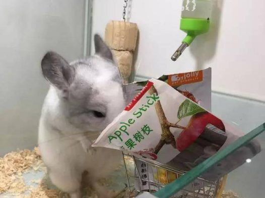 龙猫是少见的性格特别温顺的小动物，孕妇老人孩子都可以放心安全饲养