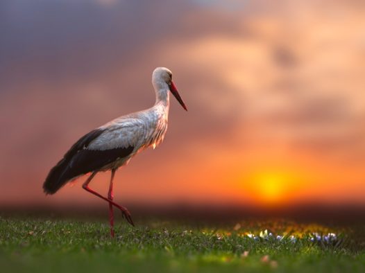 日暮黄昏夕阳白鹳意境摄影图片