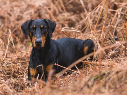 德国黑色杜宾犬图片