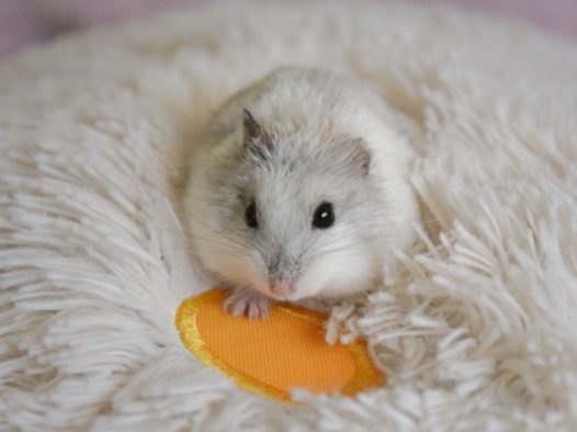 可爱白色小仓鼠图片