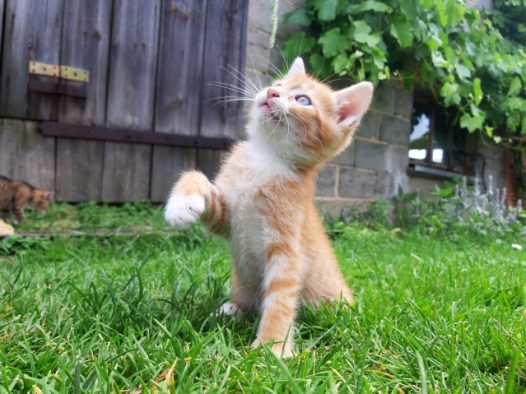 可爱萌猫咪图片