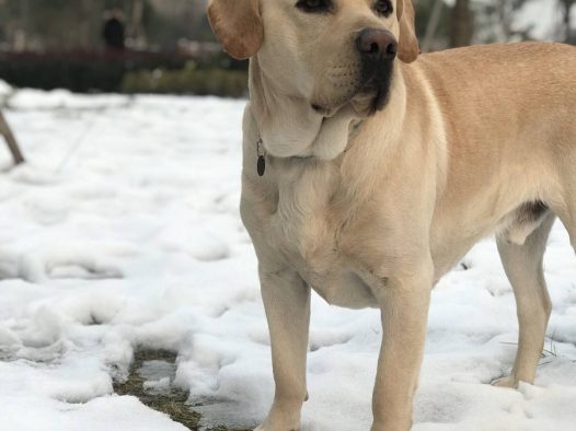 抓住这难得的雪景来几张留念