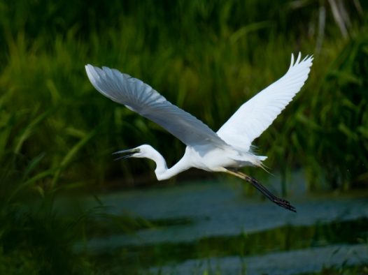 白色苍鹭展翅飞图片