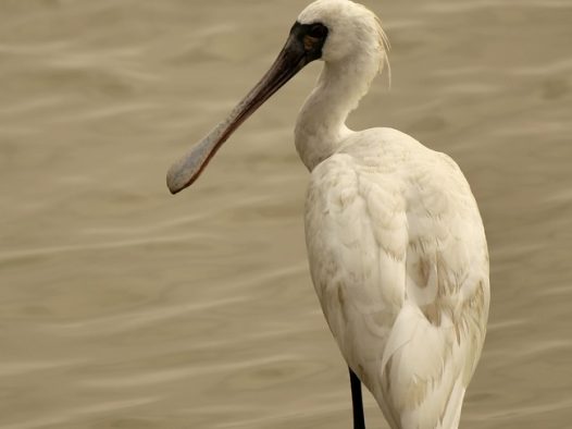 野生黑脸琵鹭图片
