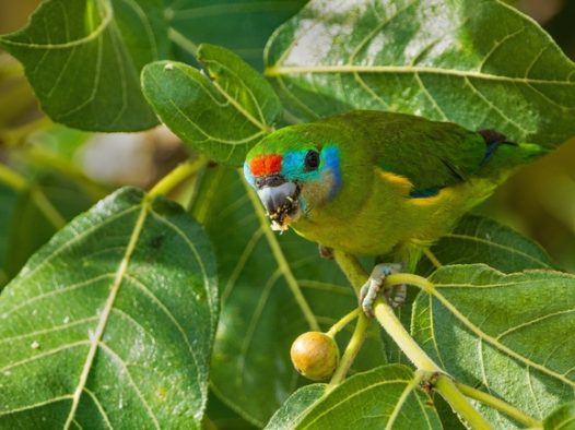 站在无花果树上的鹦鹉图片