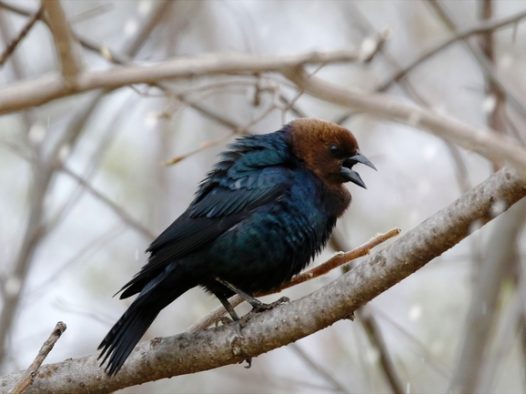 站在树枝上的松鸦图片