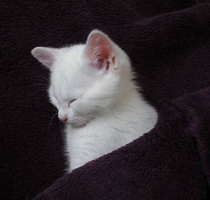 猫猫头像，看样子要睡觉了
