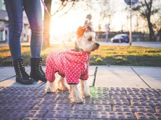 雪纳瑞可爱狗狗图片