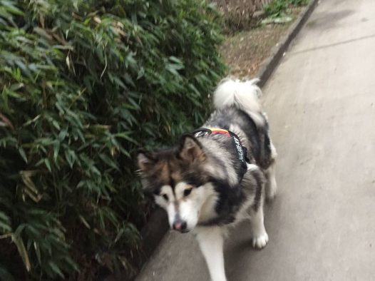 天还是雾霾天气，迪娜遛着还是不想回家，时间早就多陪陪她走走吧……