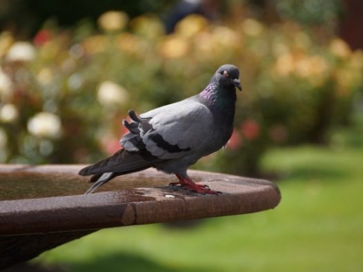 灰鸽子摄影图片