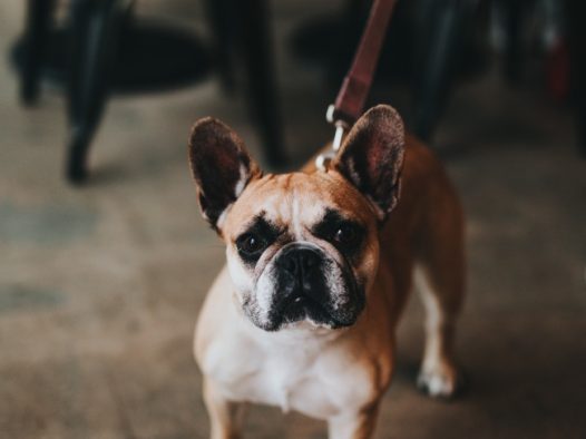 纯种成年法斗犬图片
