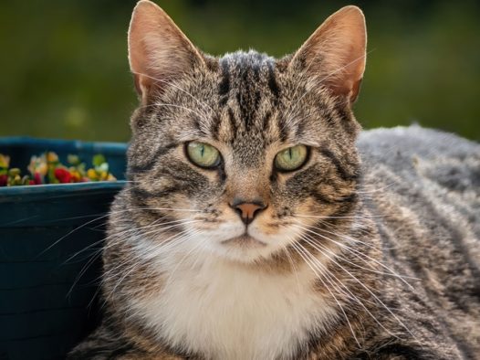 可爱呆萌狸花猫写真摄影图片