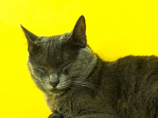睡觉灰色猫咪图片