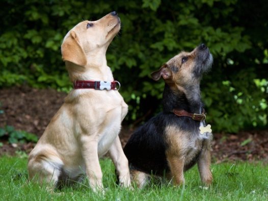 拉布拉多大狗图片