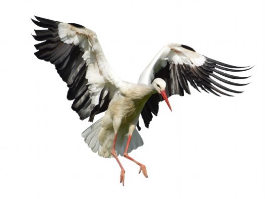 白鹤飞翔图片素材