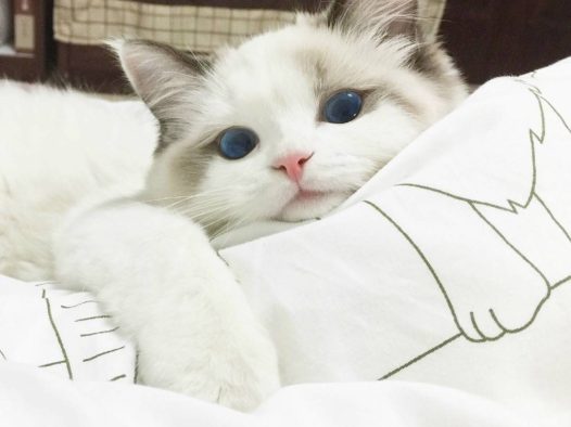 喵喵喵喵喵猫