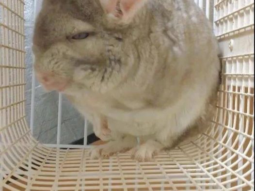 绿茶龙猫,只有我们女生能看出来