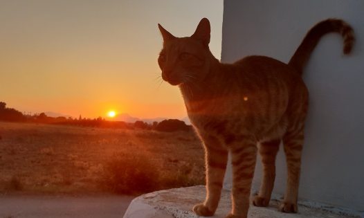 黄昏下的小猫图片