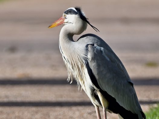 野生飞禽苍鹭图片