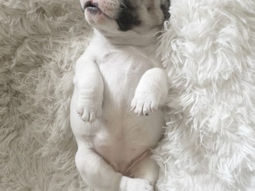 睡觉可爱小狗狗图片