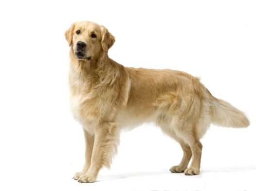 美系金毛犬图片