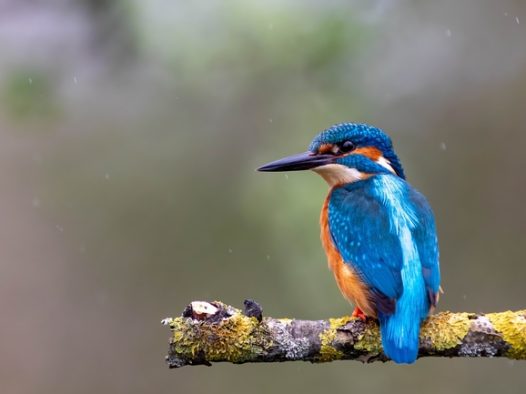 站在树杈上的蓝色翠鸟摄影图片