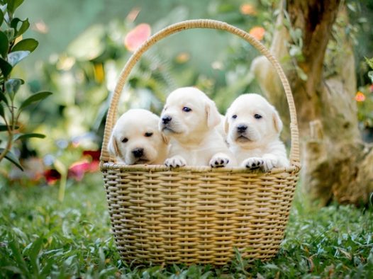 一篮子可爱迷你狗狗图片